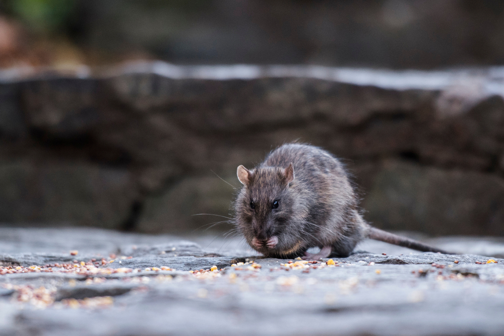 To monitor rats, the East River is analyzed