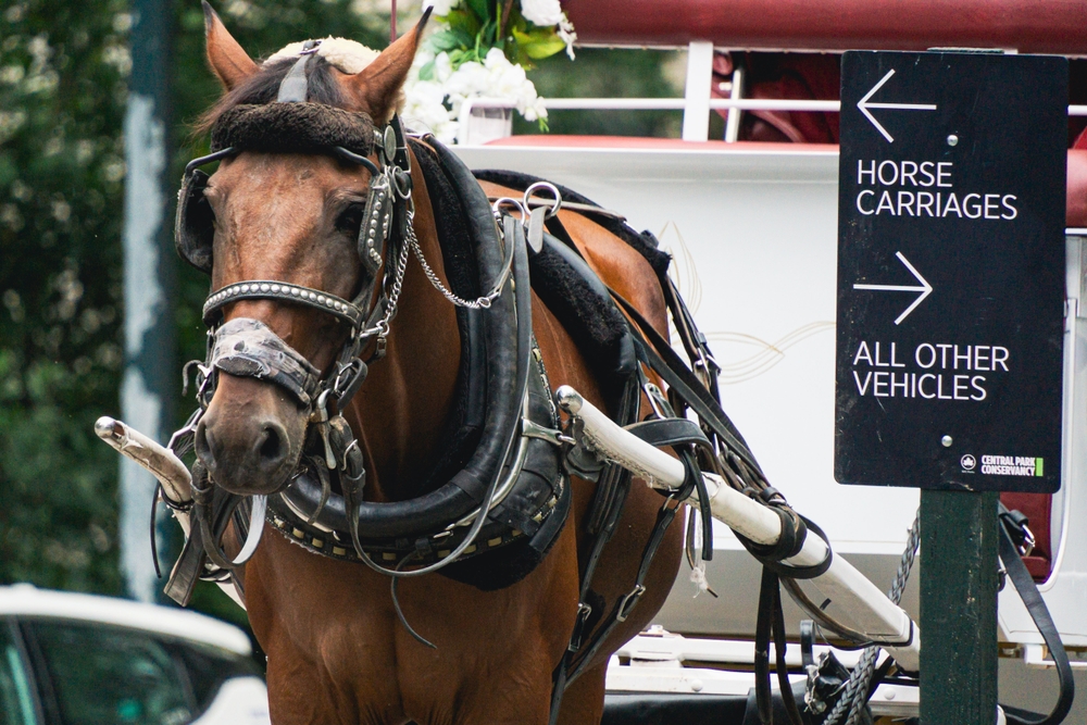 The dead horse in Central Park would eat a toxic plant