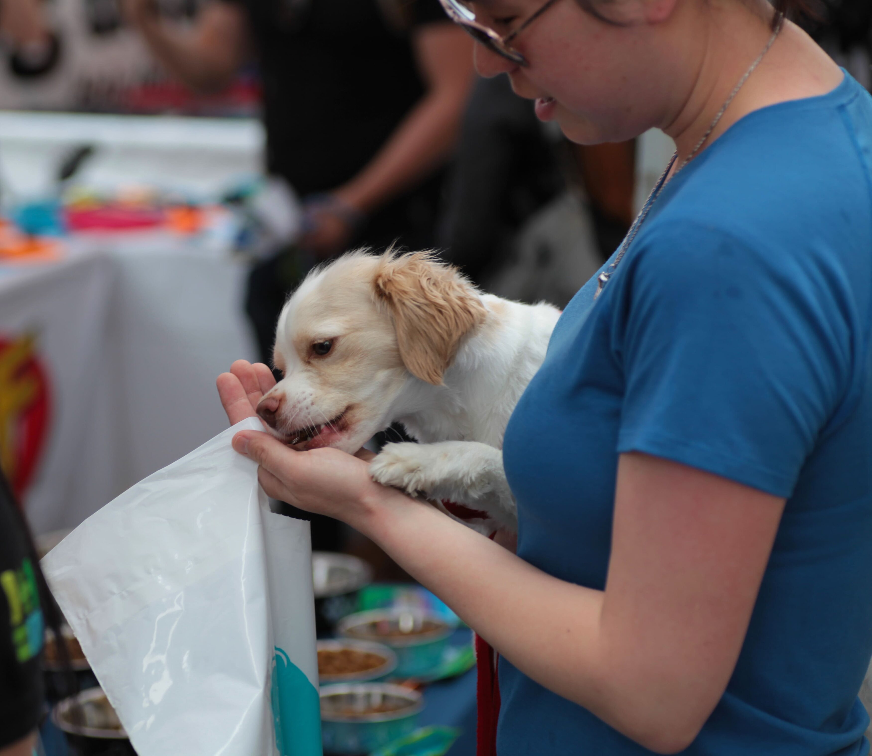 New York will finance food and animal care for families in difficulty