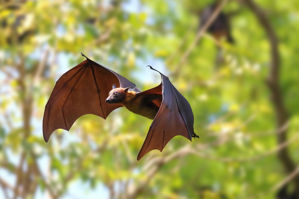 New York is a surprisingly suitable city for bats