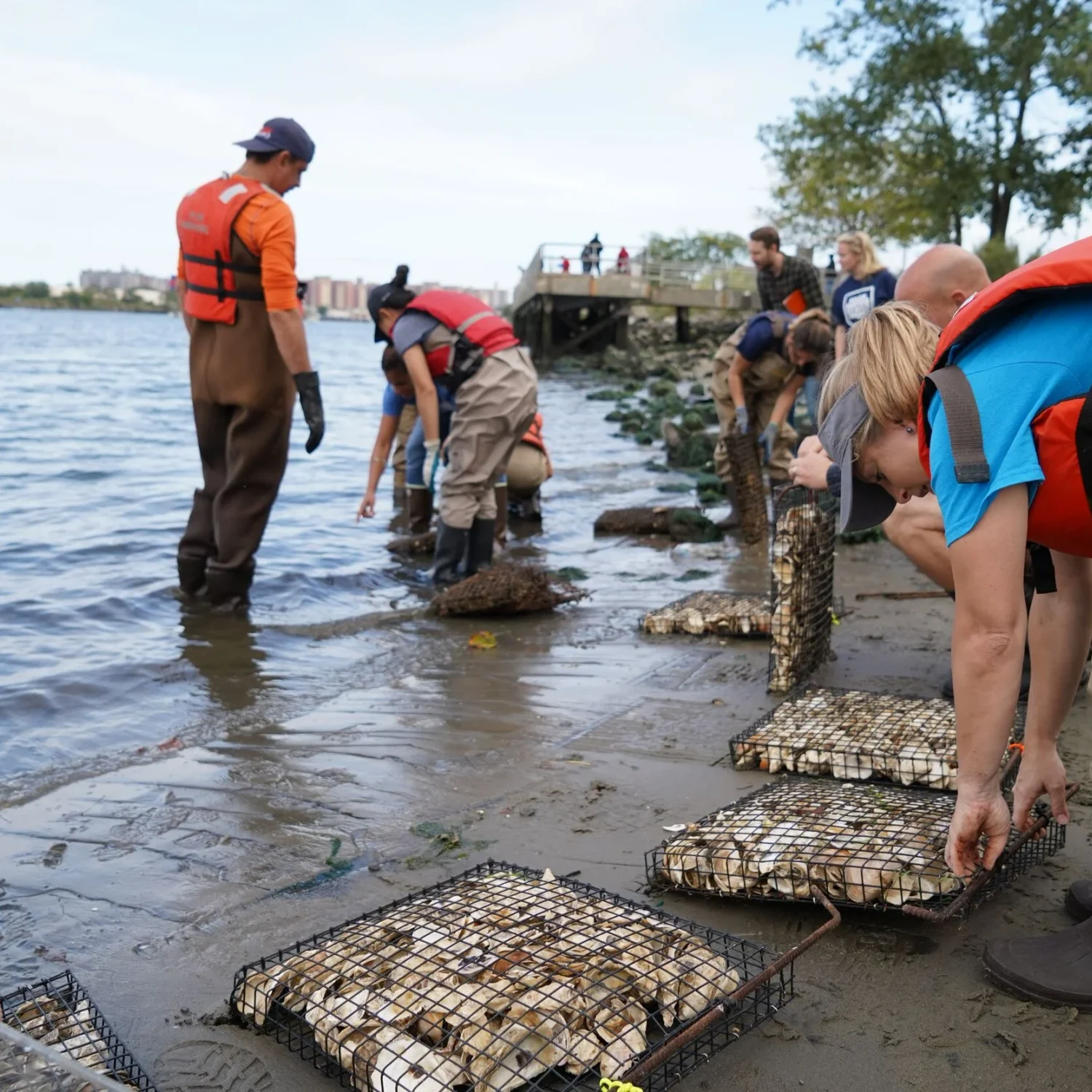 What do you need a billion oysters in the port of New York?
